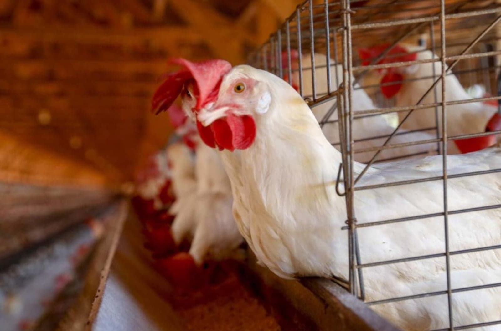 China suspende proibição de importação de carne de frango do Brasil