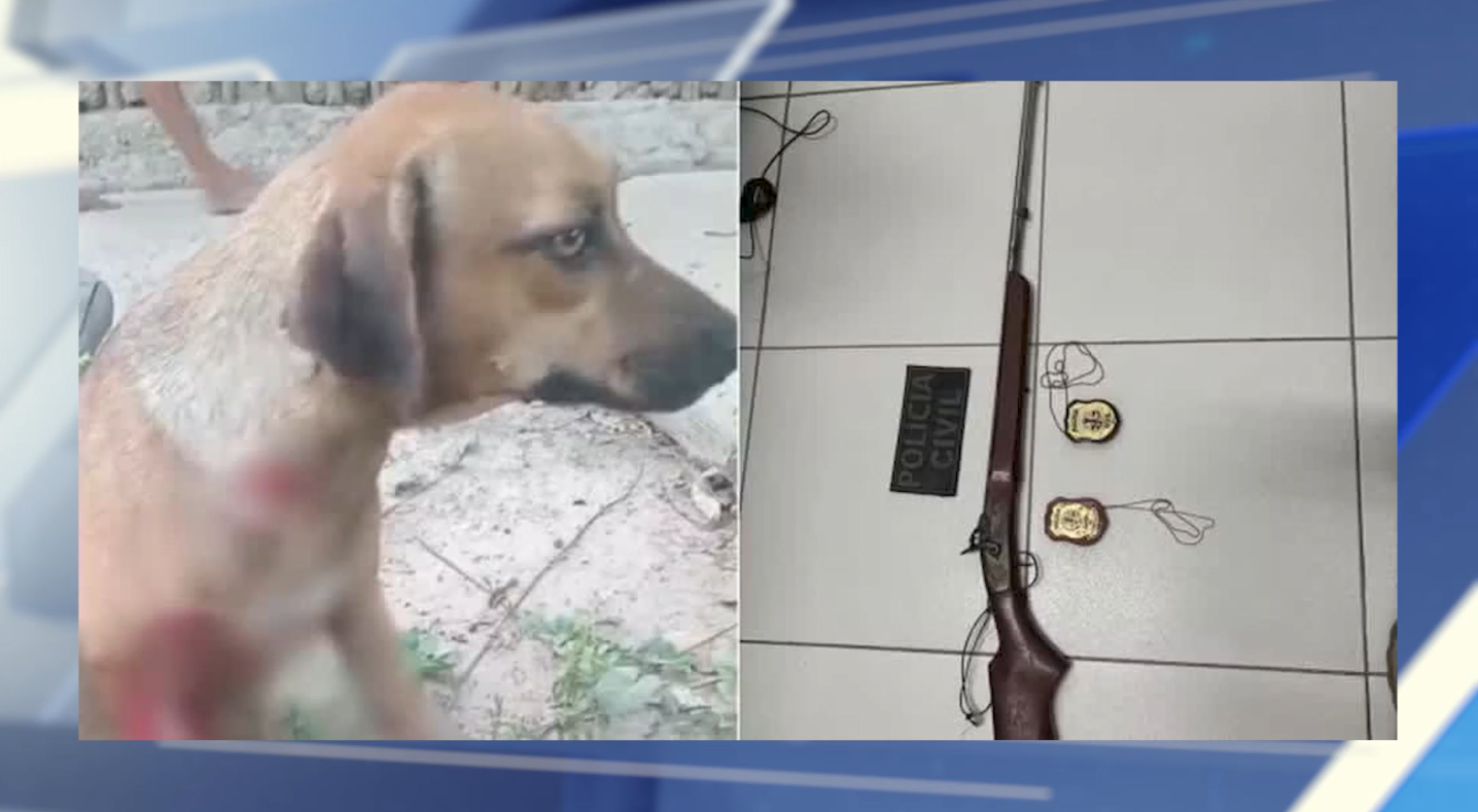 Casos de maus-tratos contra animais são recorrentes no Maranhão