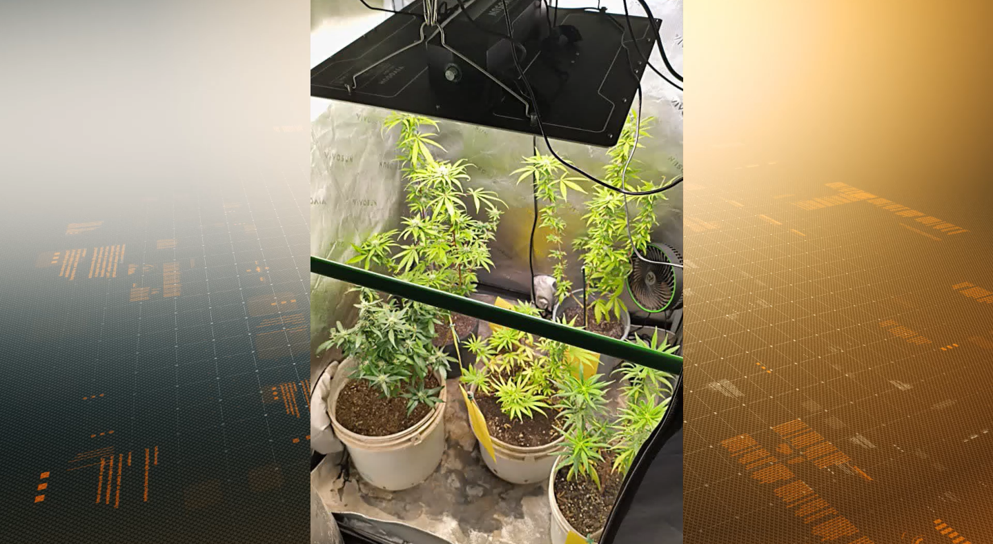 Polícia conduz mulher por cultivar maconha em casa e publicar nas redes sociais