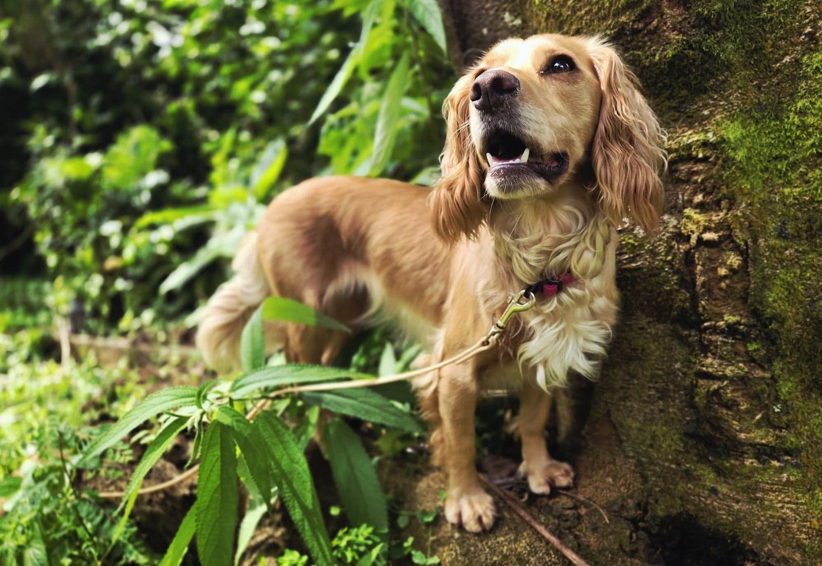 Cães farejadores podem ter redescoberto rinoceronte ‘perdido’ e ameaçado de extinção