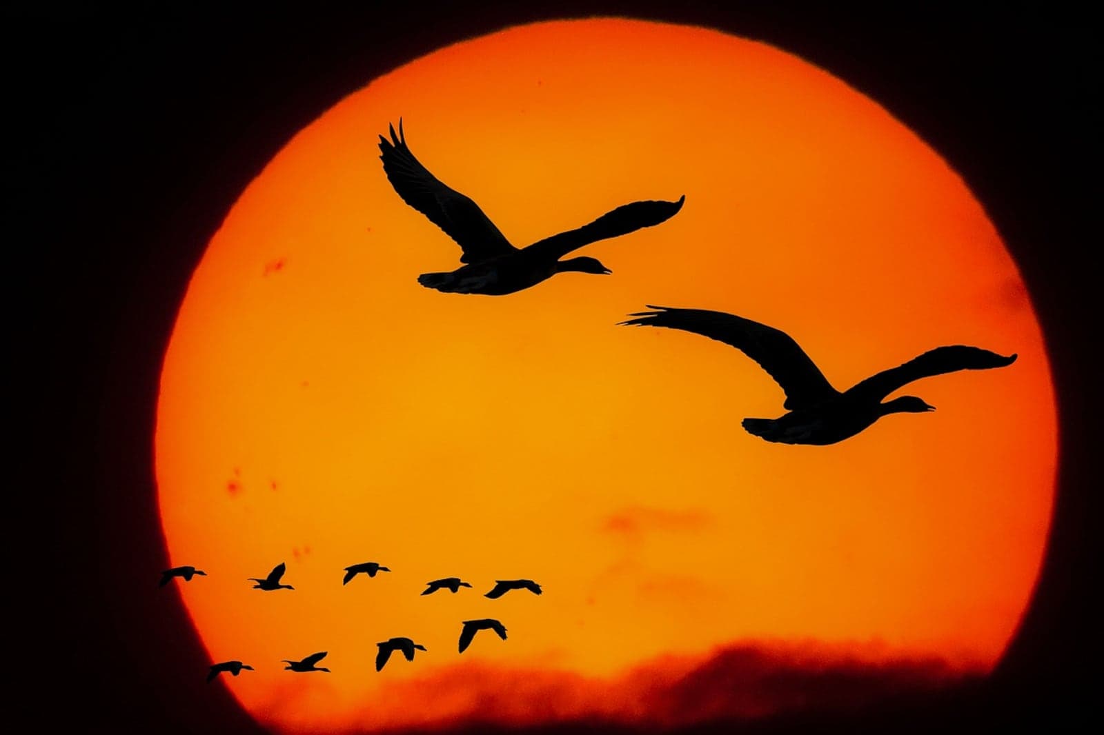 Aves adotam comportamento ‘perturbador’ que pode ameaçar humanidade; entenda fenômeno