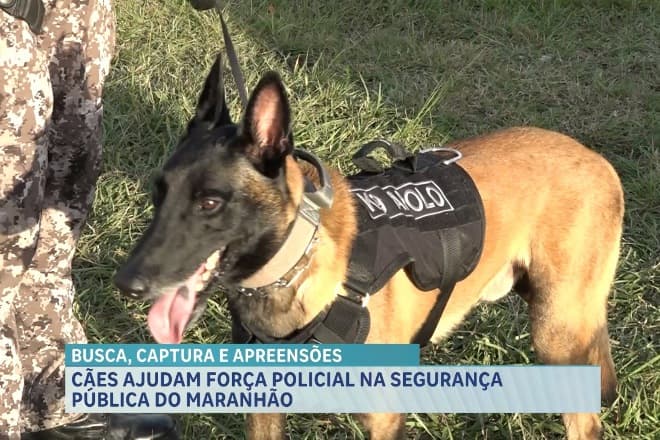 Cães K9 da PMMA auxiliam na localização de suspeito e reforçam a segurança pública