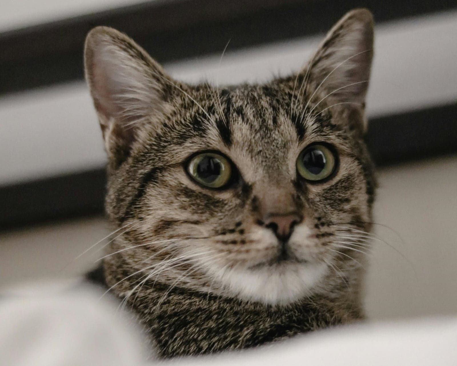 Ex-marido vai ter que pagar pensão para gatos em acordo de divórcio na Turquia