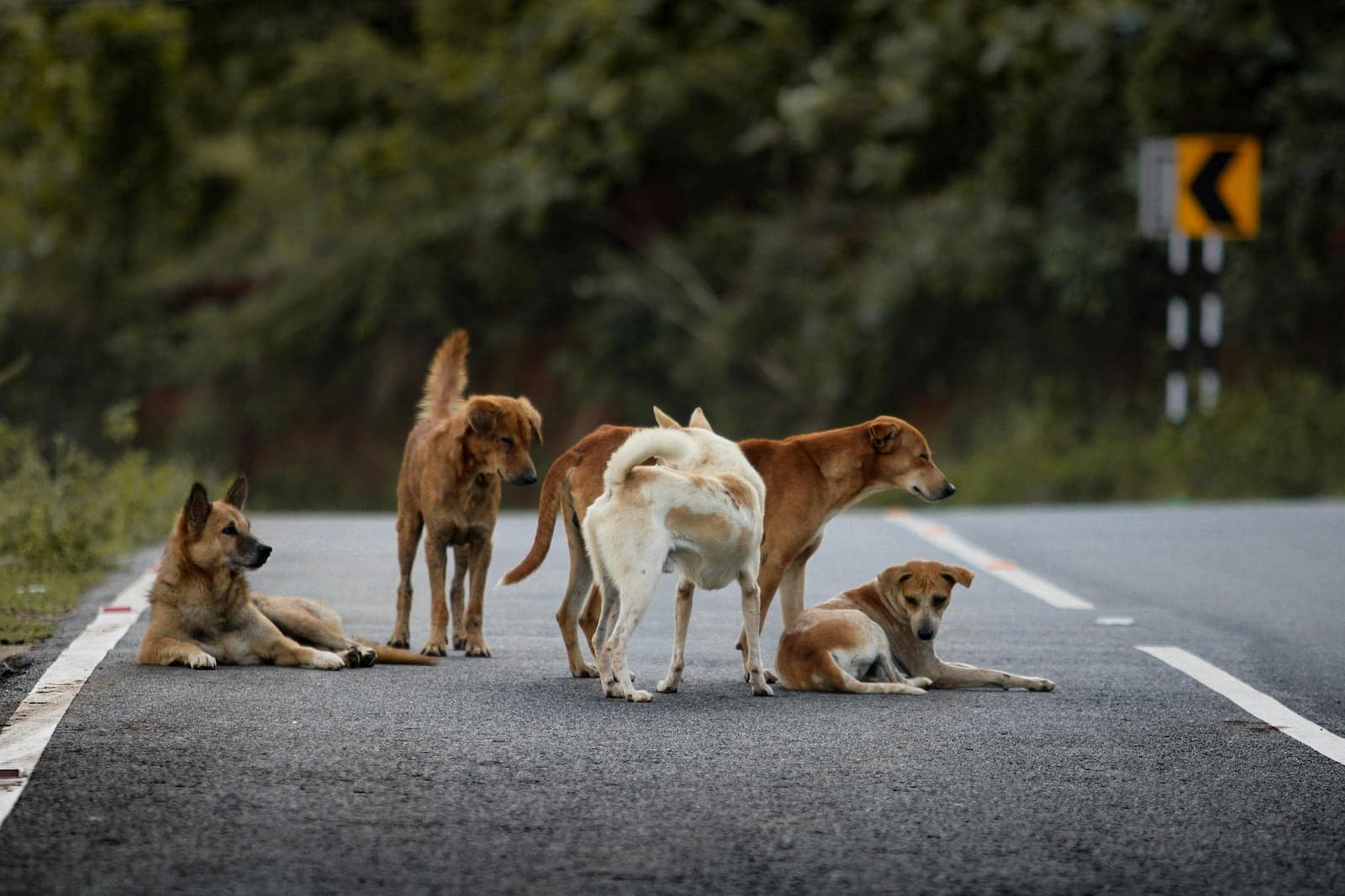 Chernobyl: cães da zona de exclusão sofrem mutação rara e mostram imunidade ao câncer