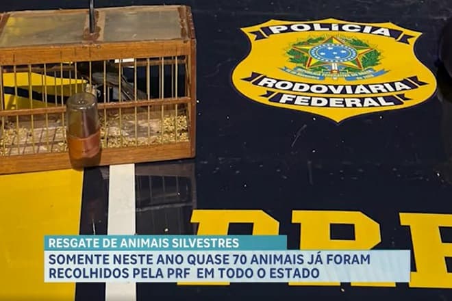 PRF resgata aves silvestres e encontra paca morta em carro na BR-316