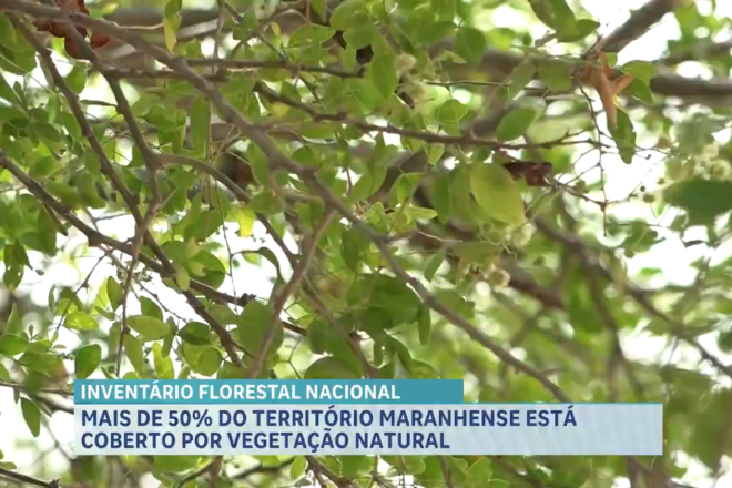 Mais de 50% do Maranhão mantém cobertura nativa; 11 espécies de plantas estão ameaçadas de extinção