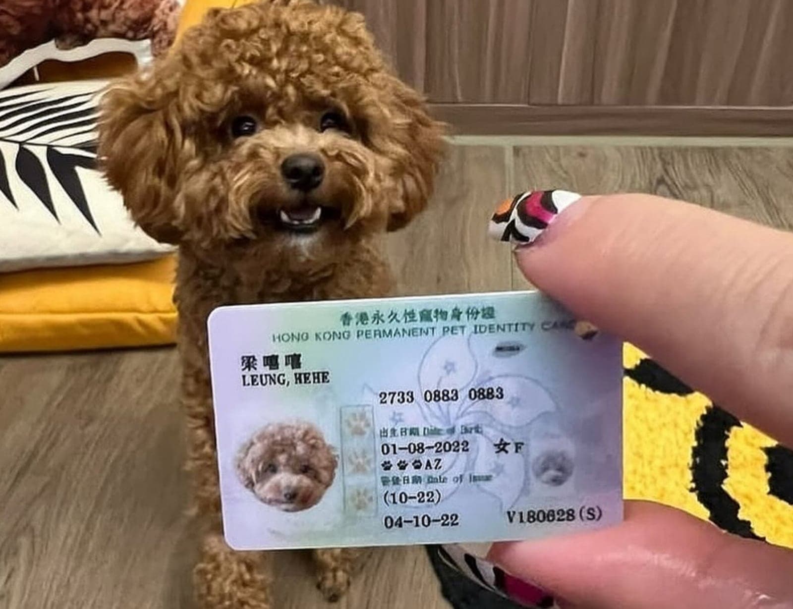 Hong Kong adota carteira de identidade para animais de estimação