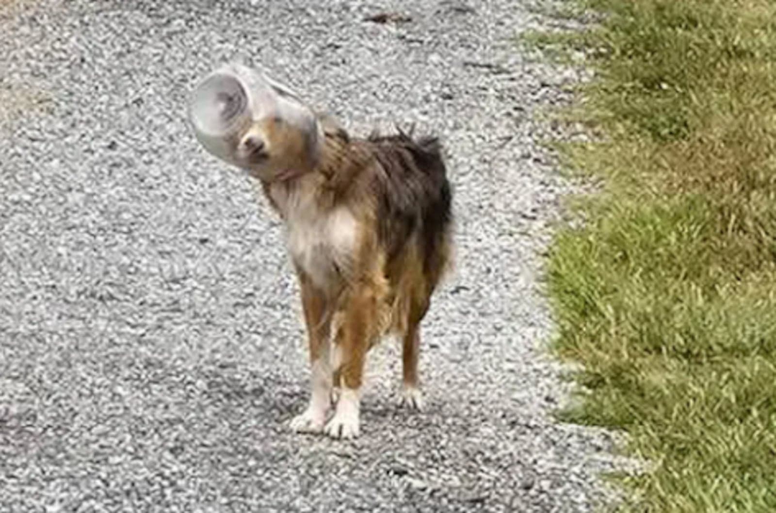 Drone salva cachorro que estava com a cabeça presa em pote nos EUA