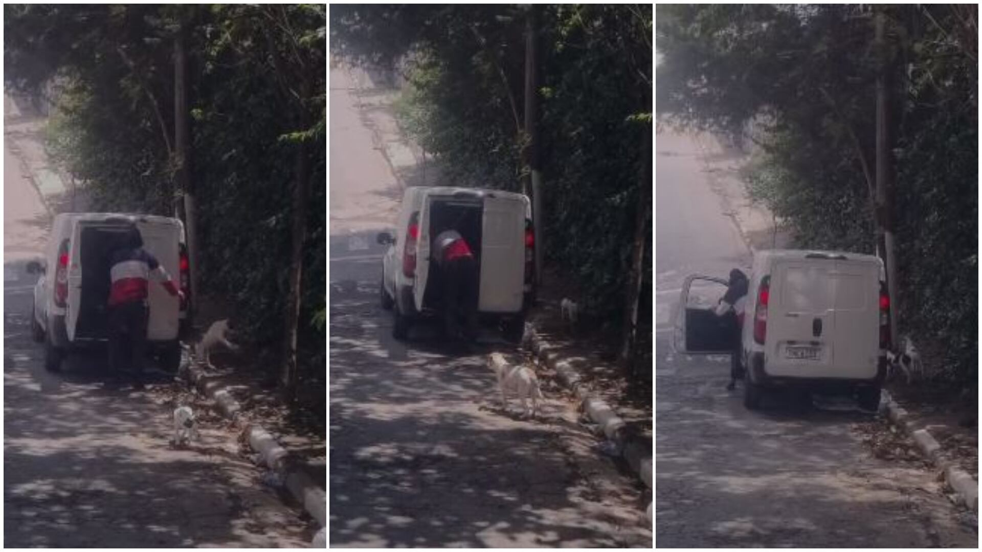 Homem abandona cadela e dois filhotes na Grande SP, e mãe dos cães morre atropelada