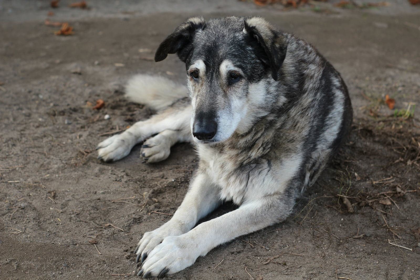 Nova pílula promete aumentar expectativa de vida de cães idosos