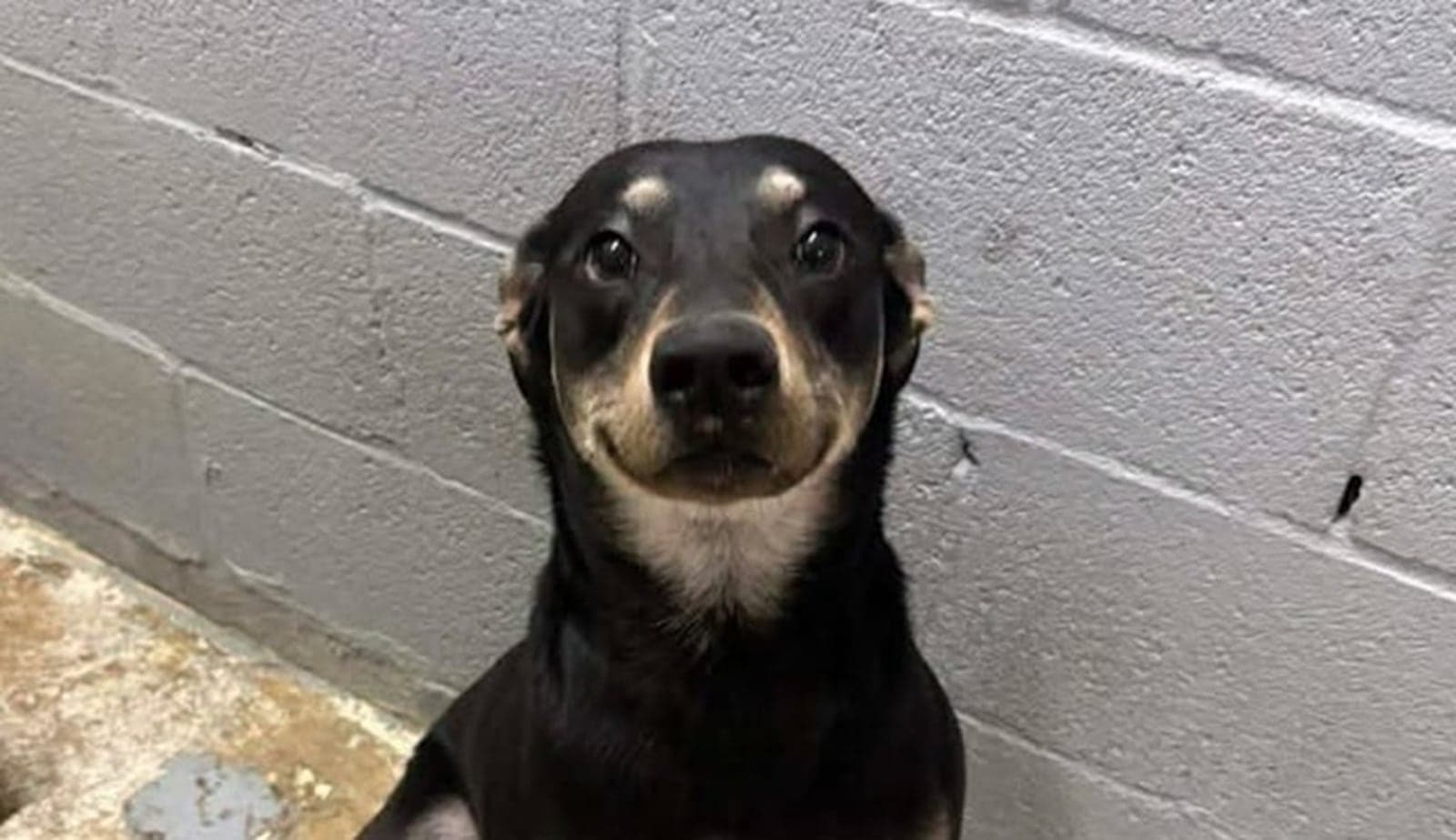 ‘Sorriso’ em fotos ajuda cão que vivia em abrigo a encontrar nova família
