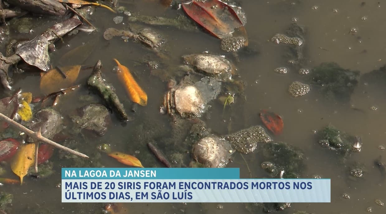 Mais de 20 siris foram encontrados mortos nos últimos dias, em São Luís