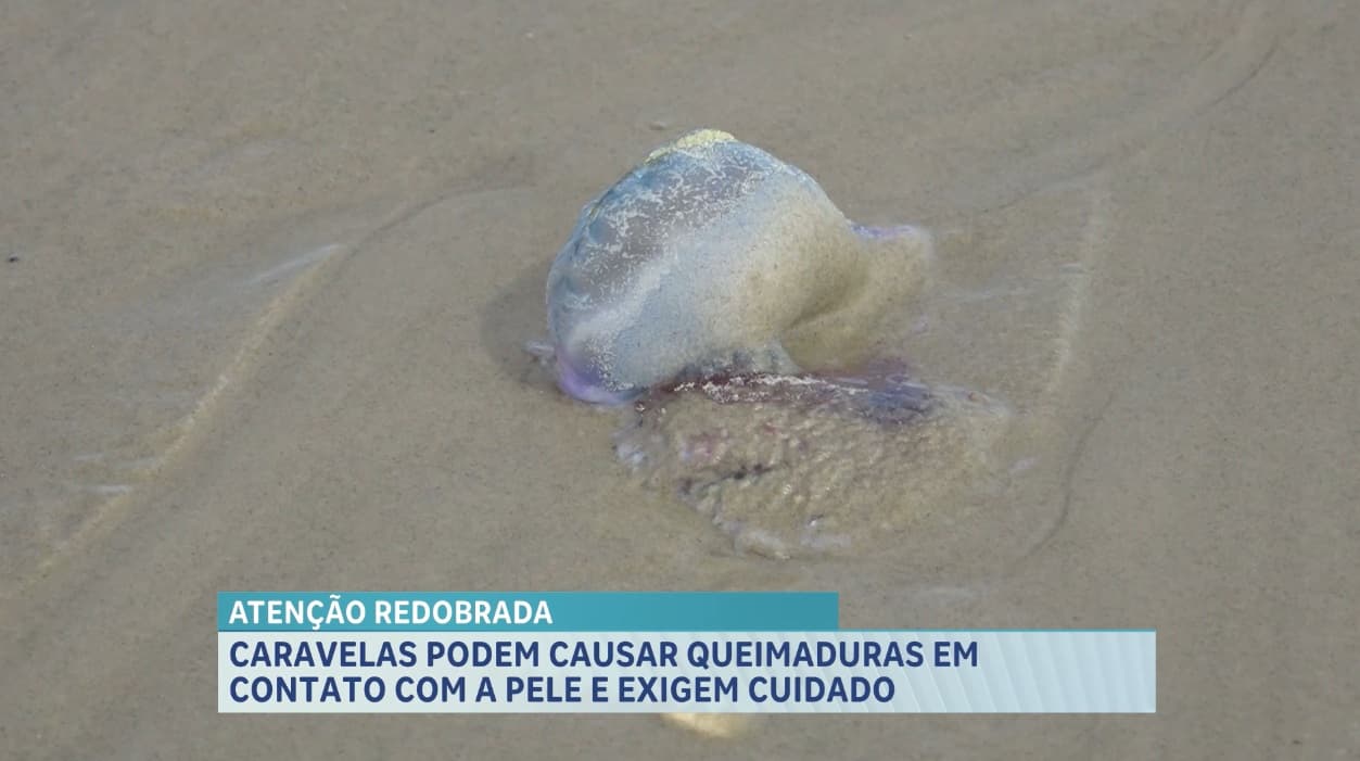 Caravelas podem causar queimaduras em contato com a pele e exigem cuidado dos banhistas