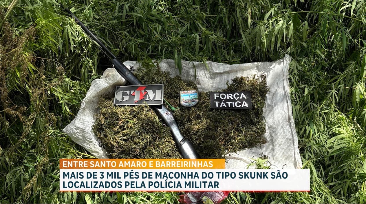 Polícia destrói plantação com mais de 3.500 pés de maconha nos Lençóis Maranhenses