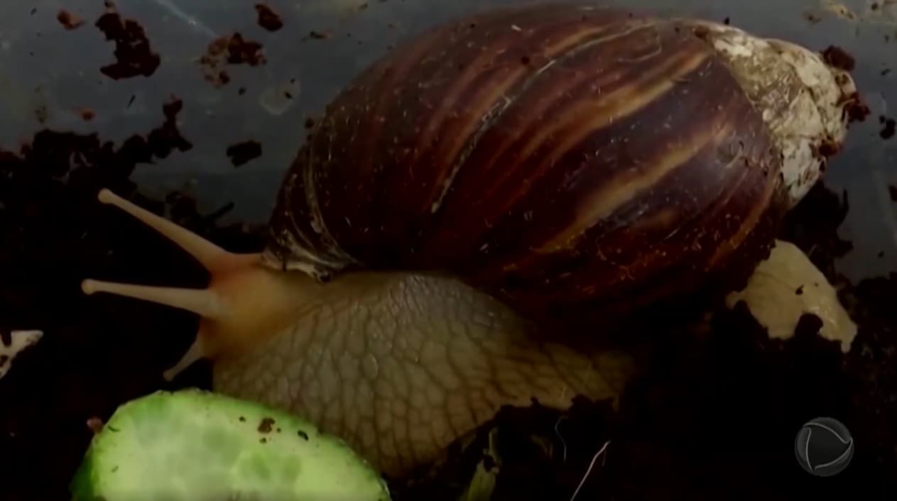 Pesquisa da UEMA investiga caracol africano na Grande Ilha