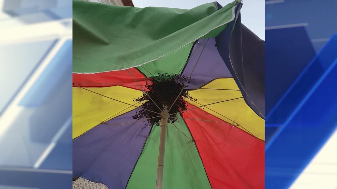 Enxame de abelhas no Centro: susto e lojas fechadas na Rua Grande