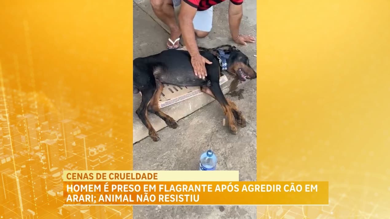 Homem é preso em flagrante após agredir cão em Arari; animal não resistiu
