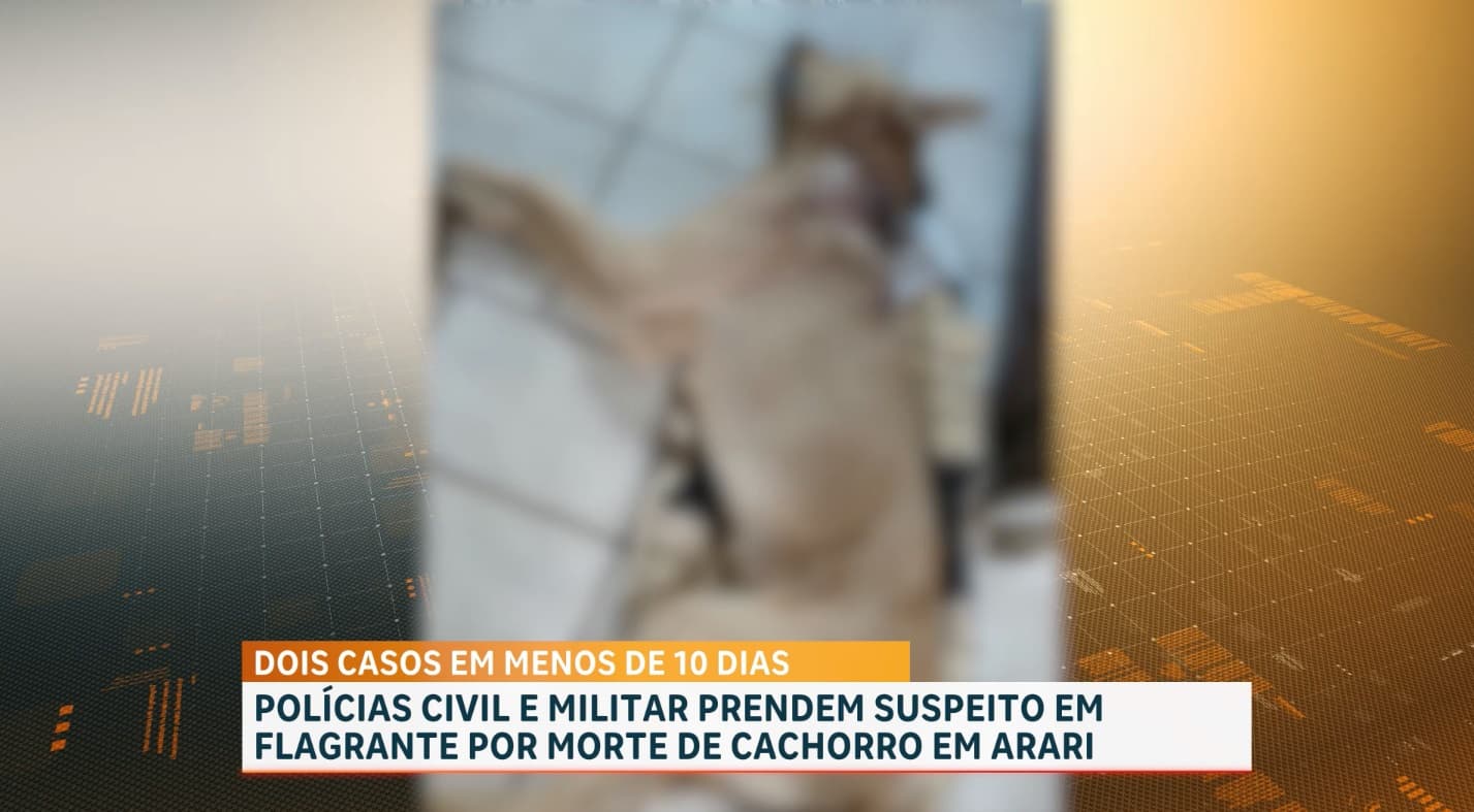 Homem é preso após matar cachorro a facadas em Arari