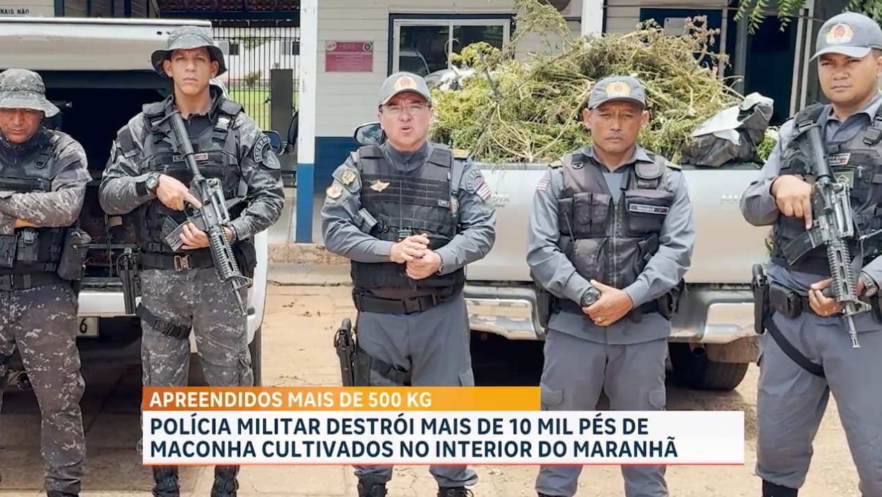 Polícia Militar destrói mais de 10 mil pés de maconha cultivada no interior do Maranhão