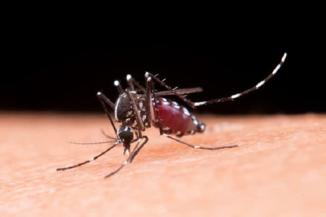 Arboviroses em São Luís: casos de dengue e chikungunya crescem em 2026, mas dados apontam desaceleração