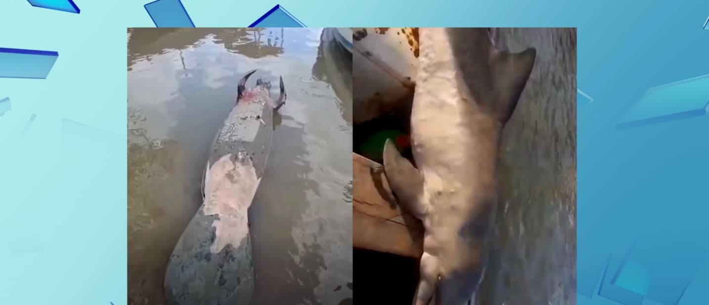 Casos de animais marinhos mortos no Maranhão alertam especialistas